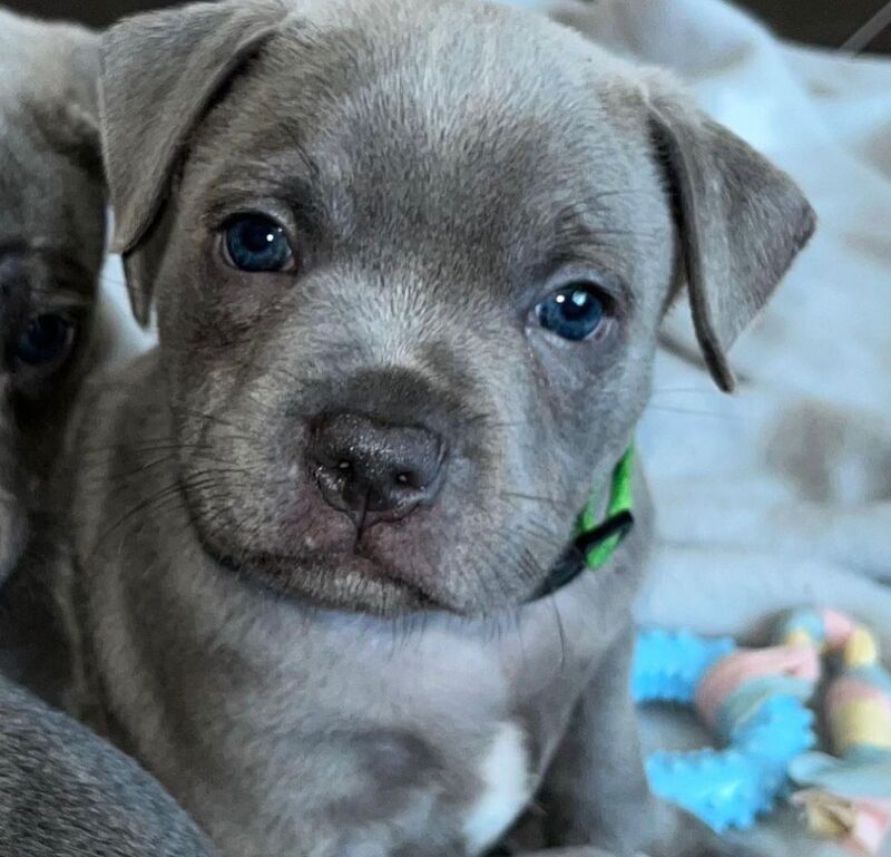 Staffordshire Bull Terrier puppies for sale in Telford, Shropshire – KC registered, 6 weeks old - Image 3 of 14