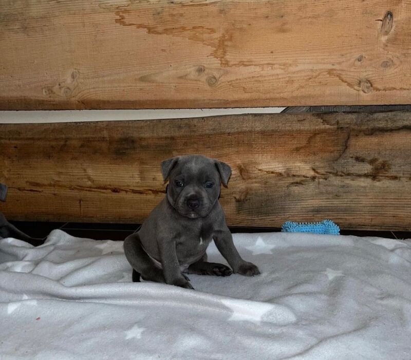 Staffordshire Bull Terrier puppies for sale in Telford, Shropshire – KC registered, 6 weeks old - Image 4 of 14