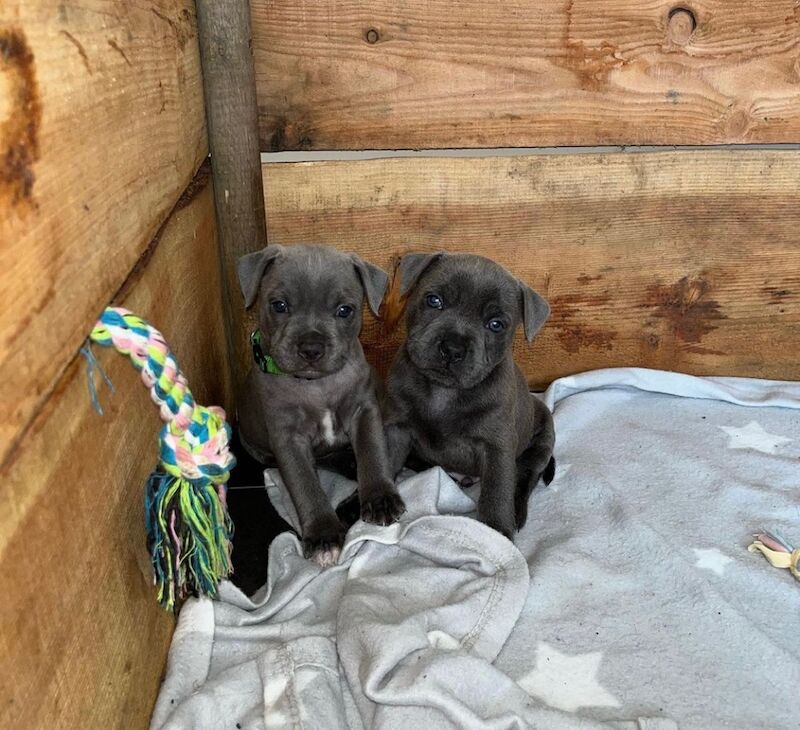 Staffordshire Bull Terrier puppies for sale in Telford, Shropshire – KC registered, 6 weeks old - Image 5 of 14