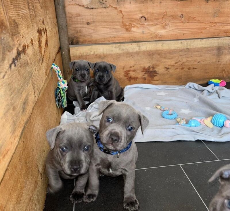 Staffordshire Bull Terrier puppies for sale in Telford, Shropshire – KC registered, 6 weeks old - Image 6 of 14