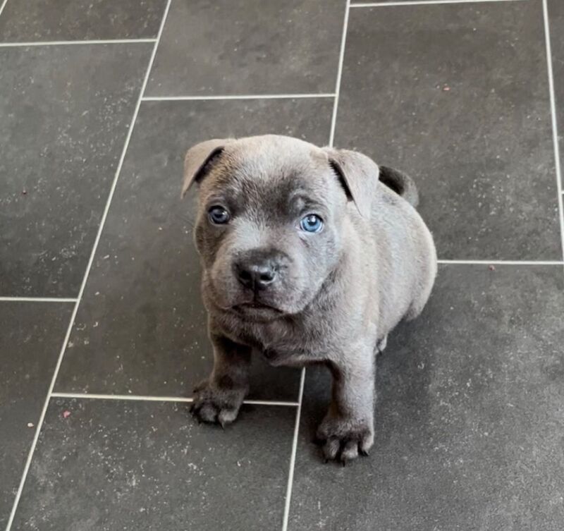 Staffordshire Bull Terrier puppies for sale in Telford, Shropshire – KC registered, 6 weeks old - Image 7 of 14