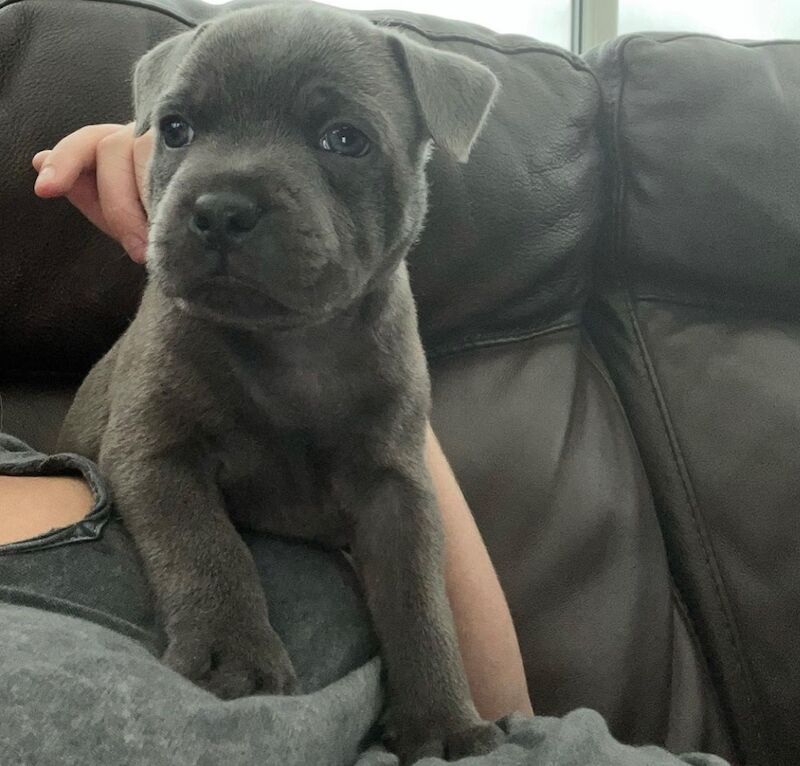 Staffordshire Bull Terrier puppies for sale in Telford, Shropshire – KC registered, 6 weeks old - Image 8 of 14