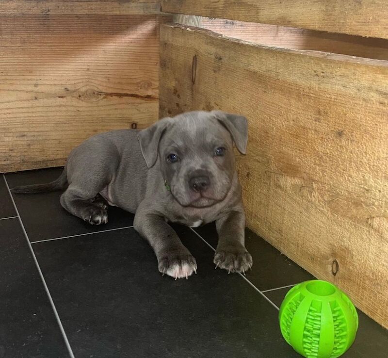 Staffordshire Bull Terrier puppies for sale in Telford, Shropshire – KC registered, 6 weeks old - Image 9 of 14