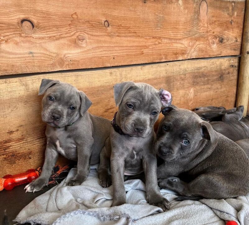 Staffordshire Bull Terrier puppies for sale in Telford, Shropshire – KC registered, 6 weeks old - Image 10 of 14