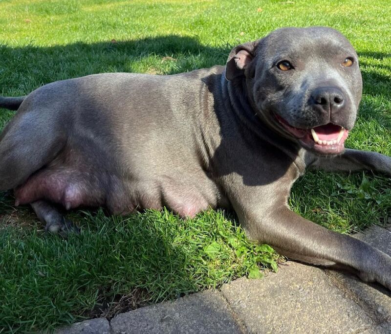 Staffordshire Bull Terrier puppies for sale in Telford, Shropshire – KC registered, 6 weeks old - Image 13 of 14