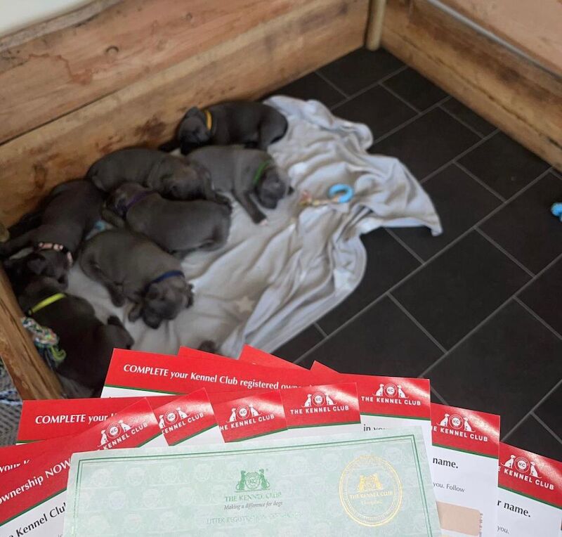 Staffordshire Bull Terrier puppies for sale in Coventry, West Midlands – KC registered, 6 weeks old - Image 7 of 7