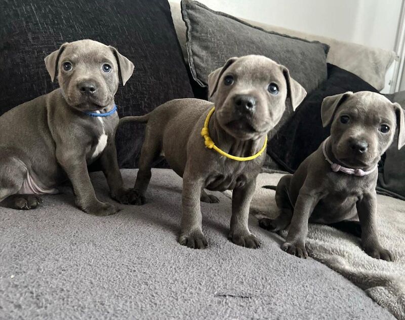 Staffordshire Bull Terrier puppies for sale in Glasgow, City of Glasgow – KC registered, 6 weeks old