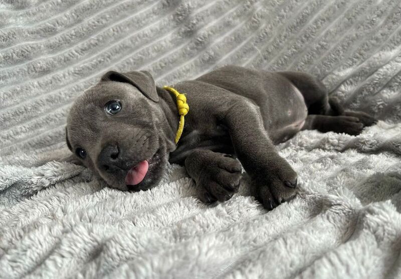 Staffordshire Bull Terrier puppies for sale in Glasgow, City of Glasgow – KC registered, 6 weeks old - Image 2 of 10