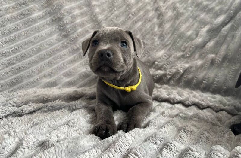 Staffordshire Bull Terrier puppies for sale in Glasgow, City of Glasgow – KC registered, 6 weeks old - Image 3 of 10