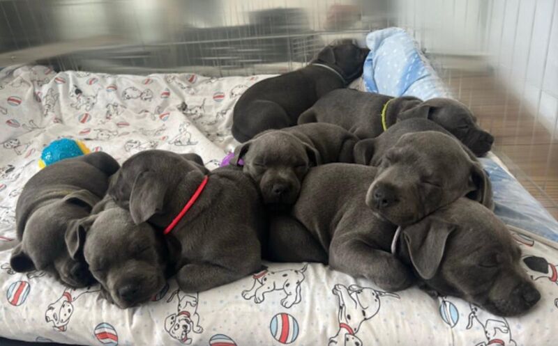 Staffordshire Bull Terrier puppies for sale in Glasgow, City of Glasgow – KC registered, 6 weeks old - Image 6 of 10