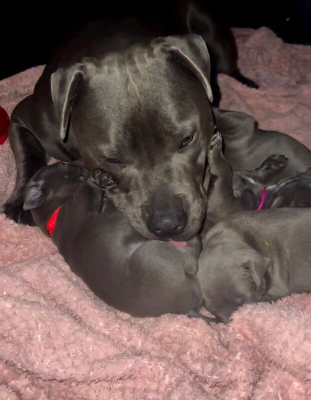 Staffordshire Bull Terrier puppies for sale in Glasgow, City of Glasgow – KC registered, 6 weeks old - Image 7 of 10