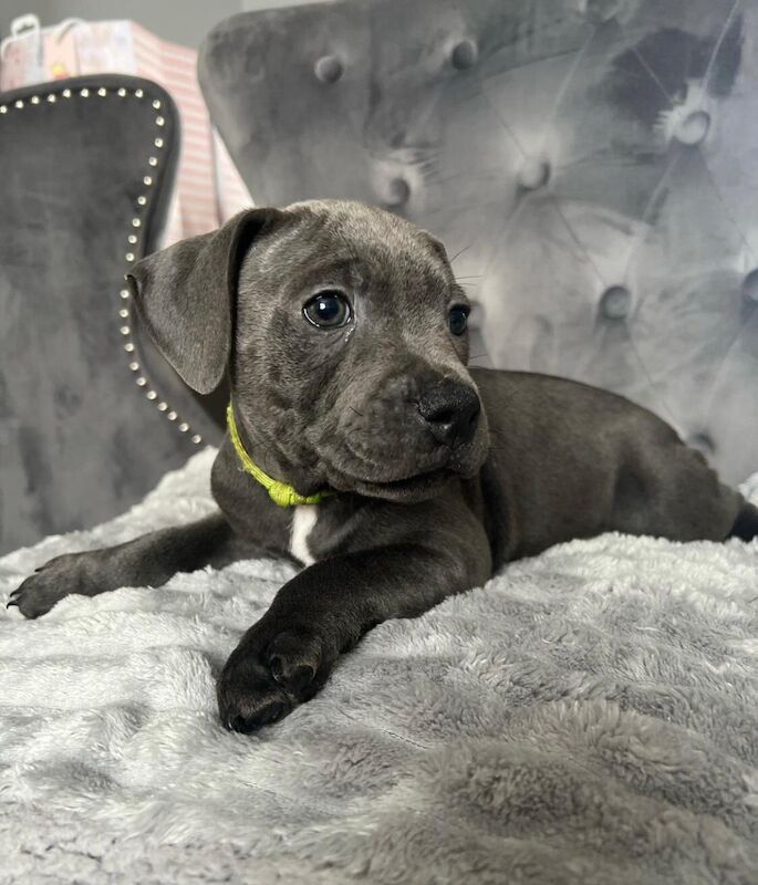 Staffordshire Bull Terrier puppies for sale in Glasgow, City of Glasgow – KC registered, 6 weeks old - Image 8 of 10