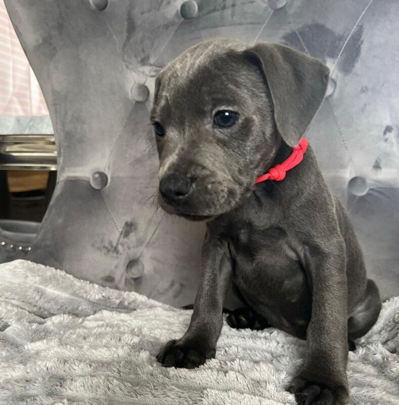 Staffordshire Bull Terrier puppies for sale in Glasgow, City of Glasgow – KC registered, 6 weeks old - Image 9 of 10