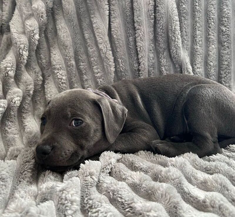 Staffordshire Bull Terrier puppies for sale in Glasgow, City of Glasgow – KC registered, 6 weeks old - Image 10 of 10