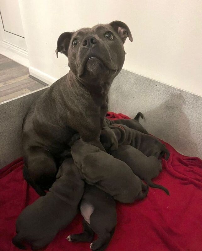 Staffordshire Bull Terrier puppies for sale in Ashford, Surrey – KC registered, 11 months old - Image 1 of 3