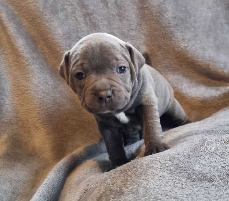 Staffordshire Bull Terrier puppies for sale in Ashford, Surrey – KC registered, 11 months old - Image 2 of 3