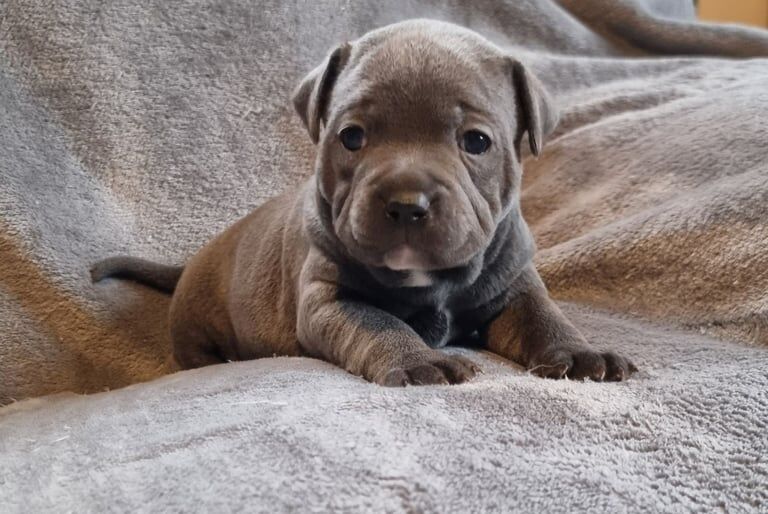 Staffordshire Bull Terrier puppies for sale in Ashford, Surrey – KC registered, 11 months old - Image 3 of 3