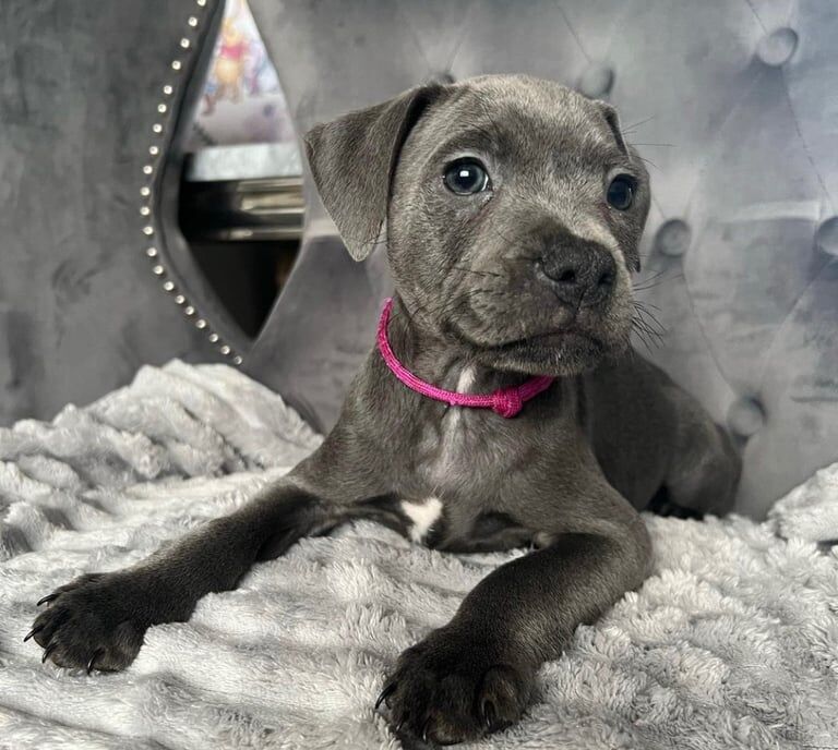 Staffordshire Bull Terrier puppies for sale in Faringdon, Oxfordshire – KC registered, 6 weeks old