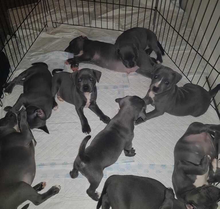 Staffordshire Bull Terrier puppies for sale in Newbridge, City of Edinburgh – KC registered, 7 weeks old