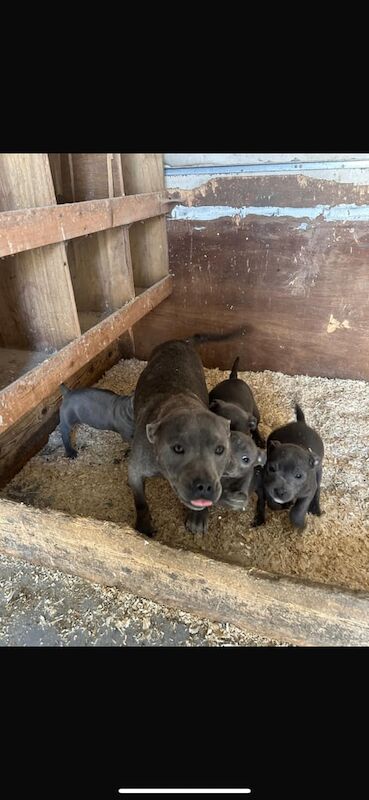 Staffordshire Bull Terrier puppies for sale in Downpatrick, County Down – KC registered, 11 weeks old