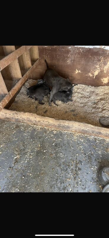 Staffordshire Bull Terrier puppies for sale in Downpatrick, County Down – KC registered, 11 weeks old - Image 2 of 6