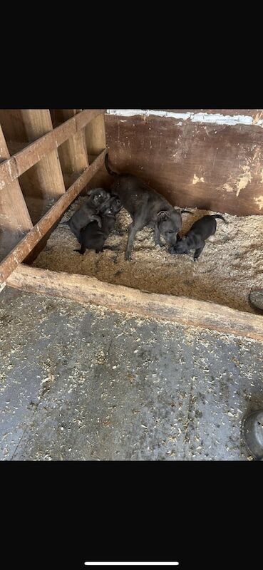 Staffordshire Bull Terrier puppies for sale in Downpatrick, County Down – KC registered, 11 weeks old - Image 3 of 6