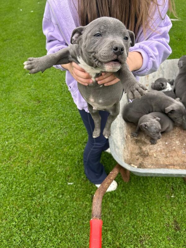Staffordshire Bull Terrier puppies for sale in Downpatrick, County Down – KC registered, 11 weeks old - Image 4 of 6