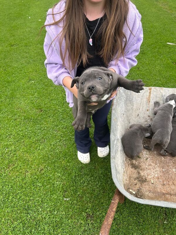 Staffordshire Bull Terrier puppies for sale in Downpatrick, County Down – KC registered, 11 weeks old - Image 5 of 6