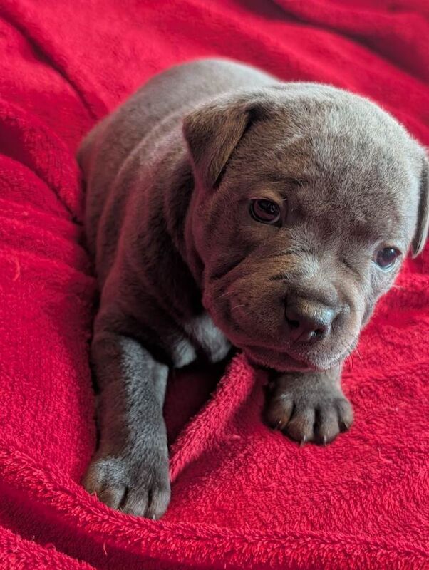 Staffordshire Bull Terrier puppies for sale in Ashford, Surrey – KC registered, 12 weeks old - Image 2 of 4