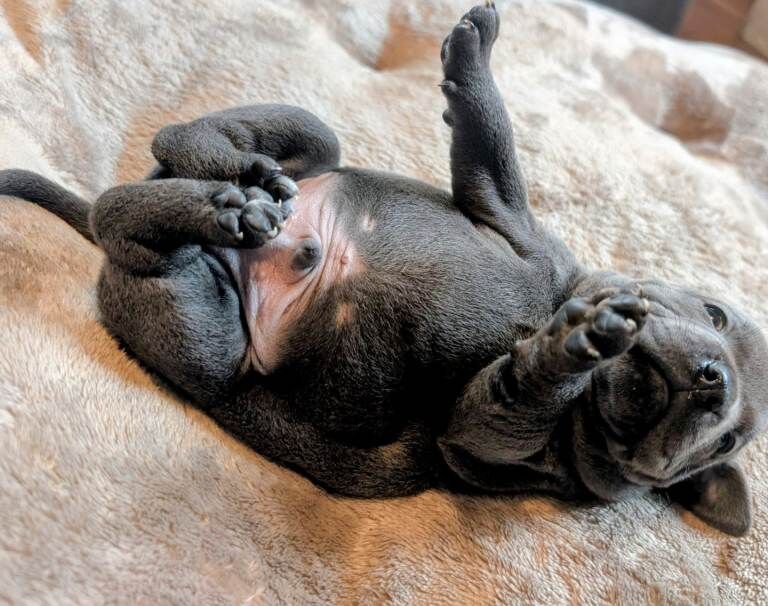 Staffordshire Bull Terrier puppies for sale in Ashford, Surrey – KC registered, 12 weeks old - Image 3 of 4