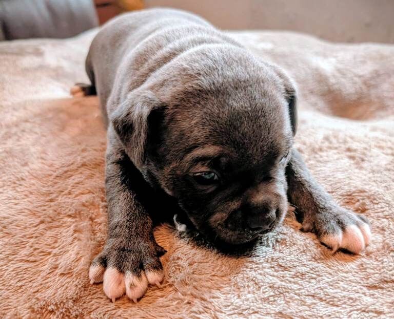 Staffordshire Bull Terrier puppies for sale in Ashford, Surrey – KC registered, 12 weeks old - Image 4 of 4