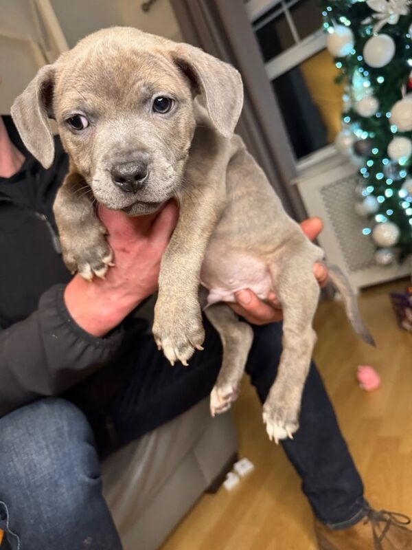 Staffordshire Bull Terrier puppies for sale in Lisburn, County Down – KC registered, 8 weeks old - Image 2 of 5