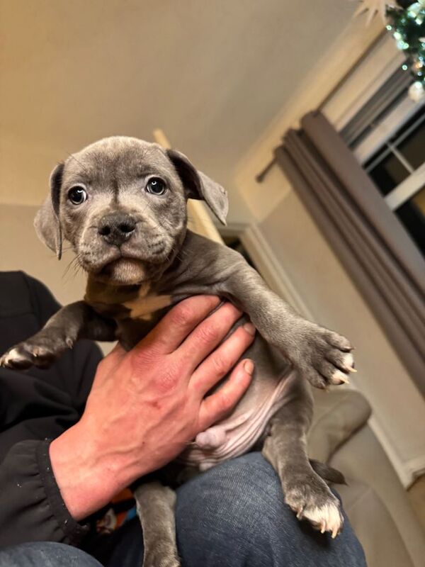 Staffordshire Bull Terrier puppies for sale in Lisburn, County Down – KC registered, 8 weeks old - Image 3 of 5