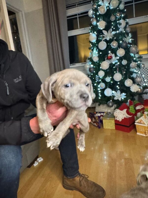 Staffordshire Bull Terrier puppies for sale in Lisburn, County Down – KC registered, 8 weeks old - Image 4 of 5