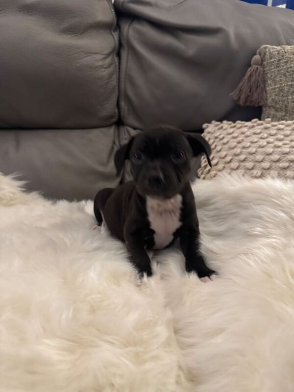 Staffordshire Bull Terrier puppies for sale in Lisburn, County Down – KC registered, 8 weeks old - Image 5 of 5
