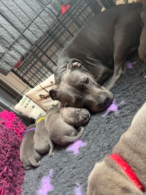 Blue Staffordshire Bull Terrier Puppies For Sale