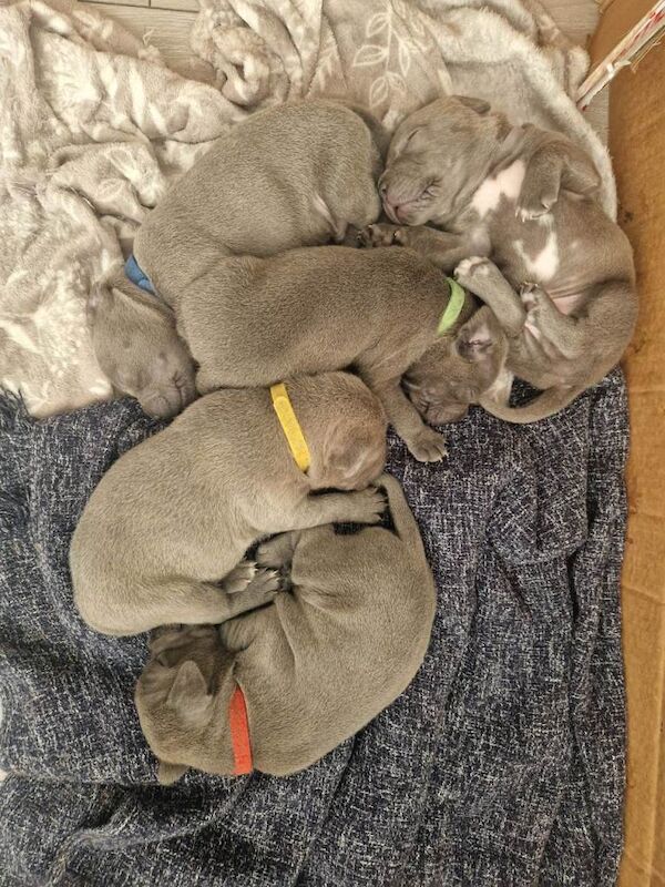 Kennel Club Registered Staffordshire Bull Terrier Puppies For Sale