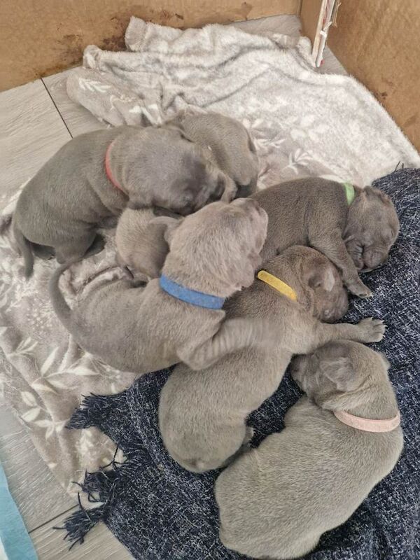 Blue Staffordshire bull terrier puppies - Image 2 of 3