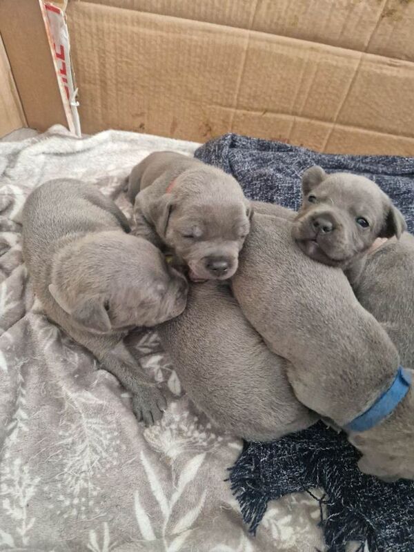 Blue Staffordshire bull terrier puppies - Image 3 of 3