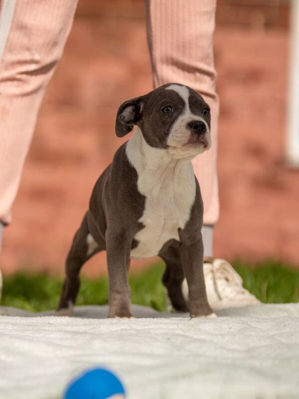 Blue staffordshire bull terrier puppies