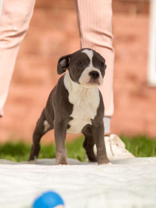 Blue staffordshire bull terrier puppies - Image 2 of 4