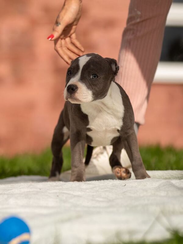 Blue staffordshire bull terrier puppies - Image 3 of 4