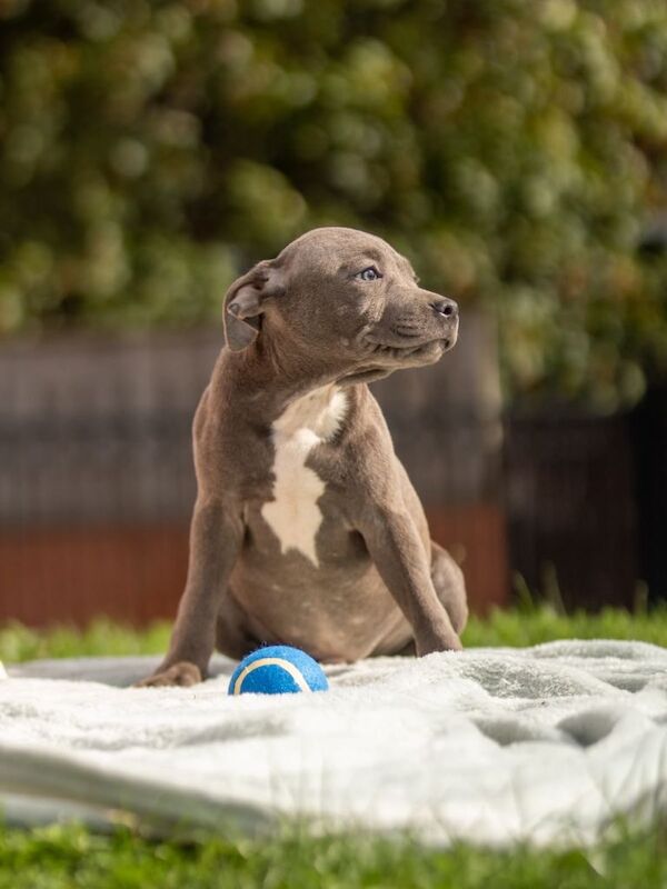 Blue staffordshire bull terrier puppies - Image 4 of 4