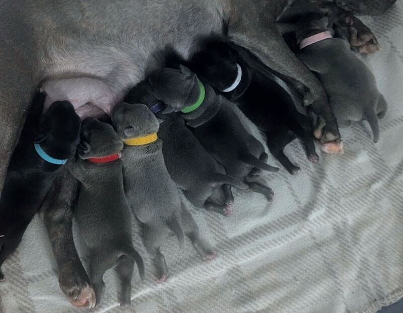 Blue Staffordshire bull terrier puppies