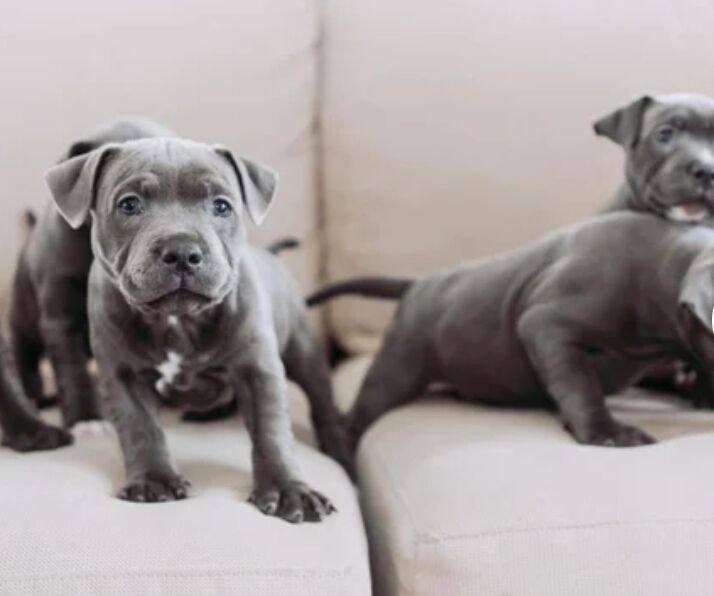 Blue Staffordshire Bull Terrier Puppies Available