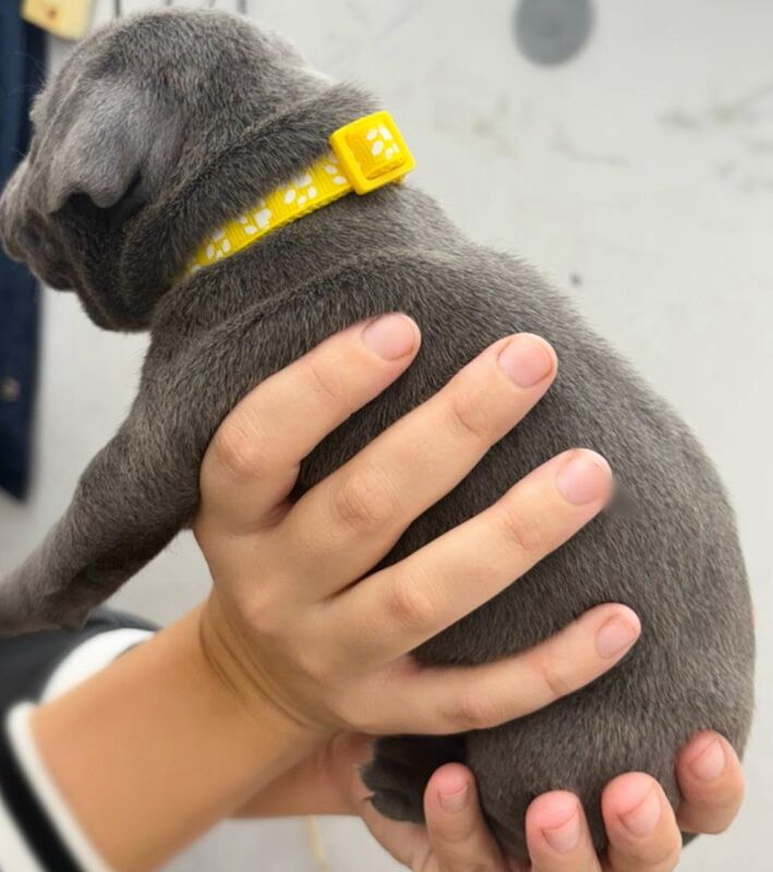 Staffordshire Bull Terrier puppies for sale in Swansea / Abertawe, West Glamorgan – 3 weeks old