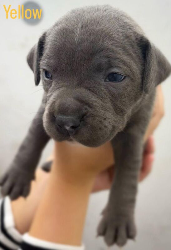 blue-staffordshire-bull-terrier-puppies-for-sale-for-sale-in