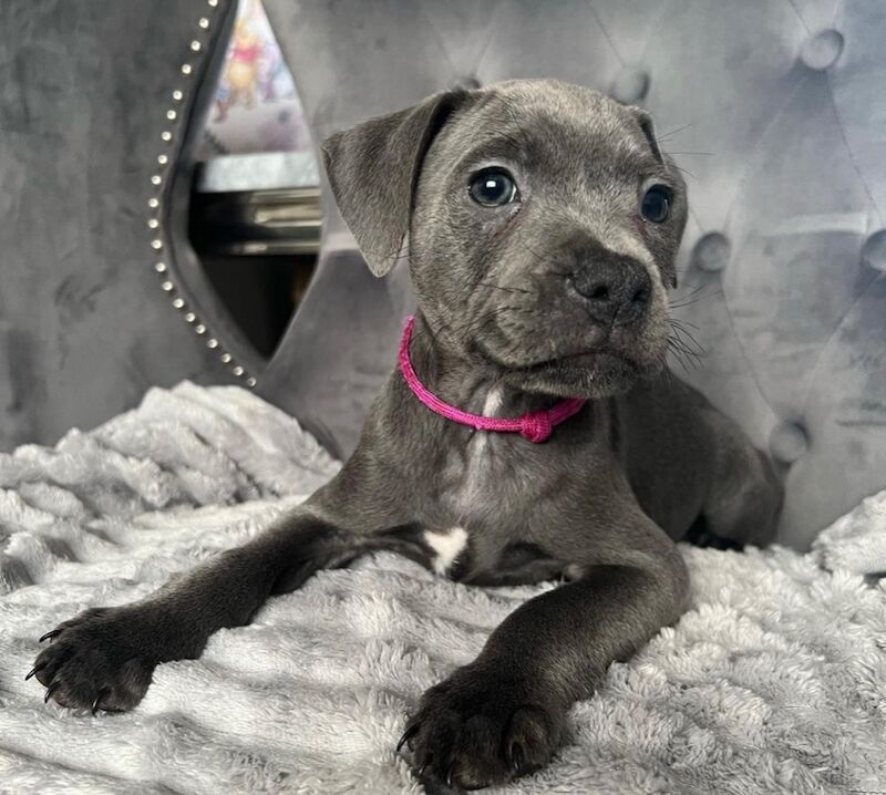 Blue staffordshire bull terrier puppies KC for sale in Nottingham, Nottinghamshire