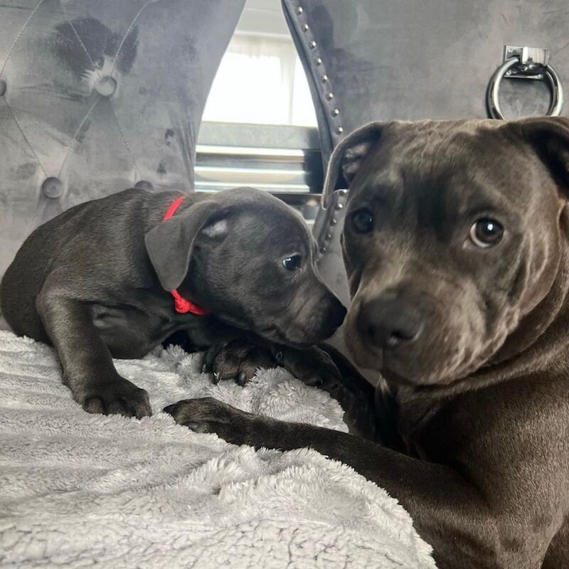 Blue staffordshire bull terrier puppies KC for sale in Nottingham, Nottinghamshire | Image 2