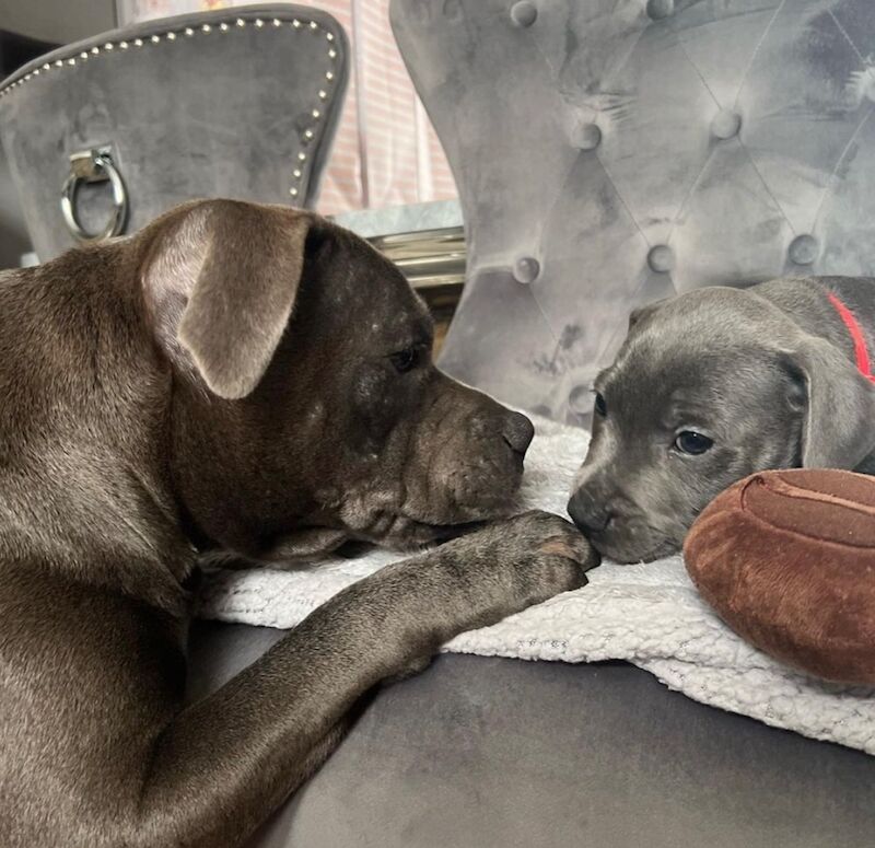 Blue staffordshire bull terrier puppies KC for sale in Nottingham, Nottinghamshire | Image 3